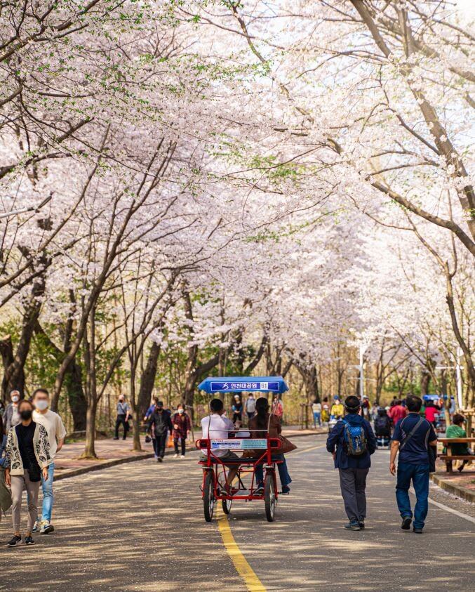 [로컬거버넌스] 인천관광공사, 테마별 봄꽃 명소 추천