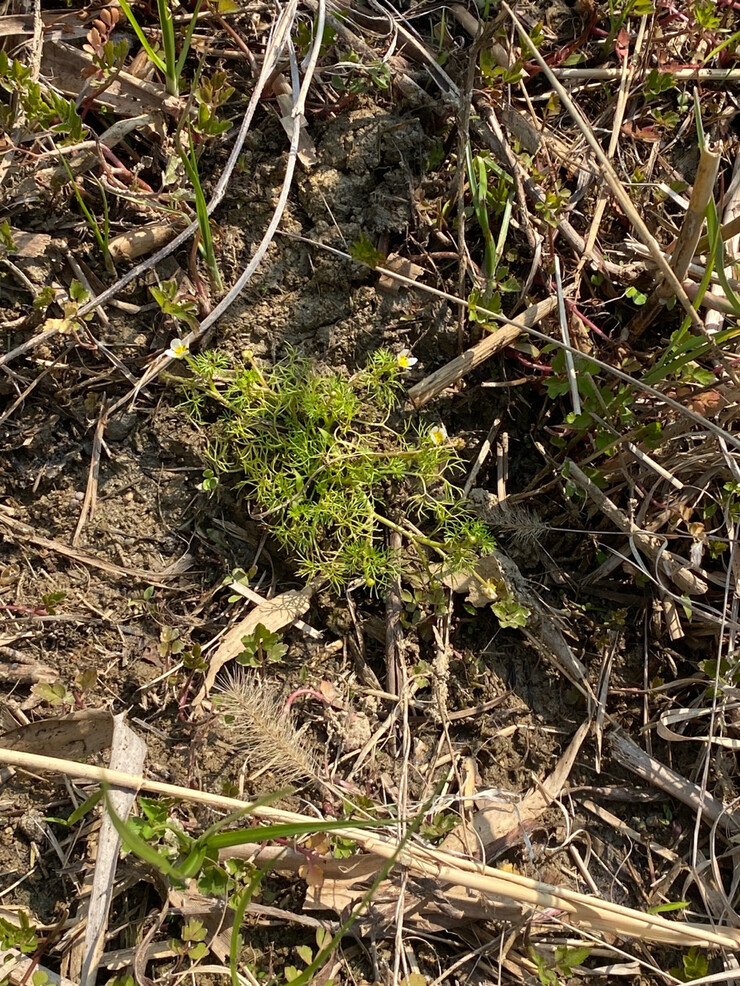 안산환경재단, 안산갈대습지 내 멸종위...