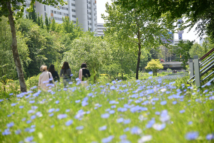 [로컬거버넌스] 서울 노원구, 하천변 산책로에 다양한 꽃길 조성