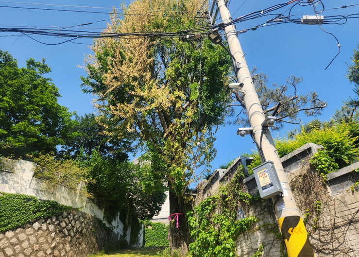 종로구, 제초제 피해 부암동 은행나무...