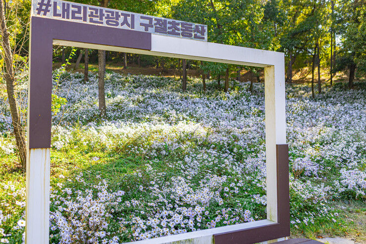 평택 내리문화공원의 가을